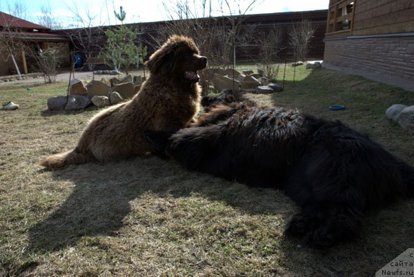 Фото: ньюфаундленд Чармер Денкам Бронз (Charmer Denkam Bronze)