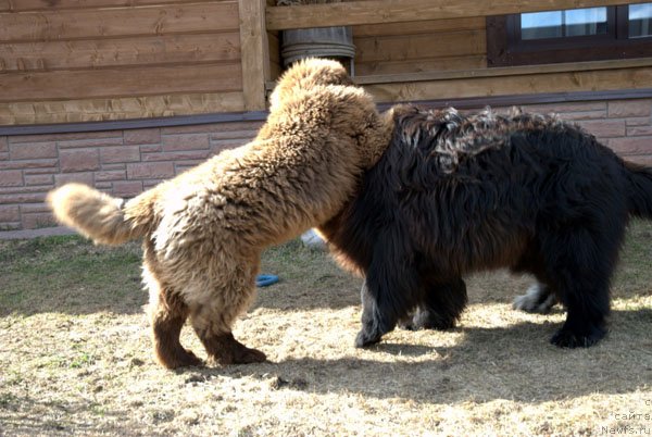 Фото: ньюфаундленд Чармер Денкам Бронз (Charmer Denkam Bronze)