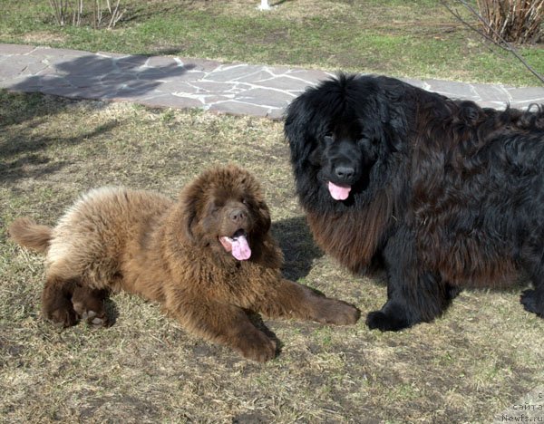 Фото: ньюфаундленд Чармер Денкам Бронз (Charmer Denkam Bronze)