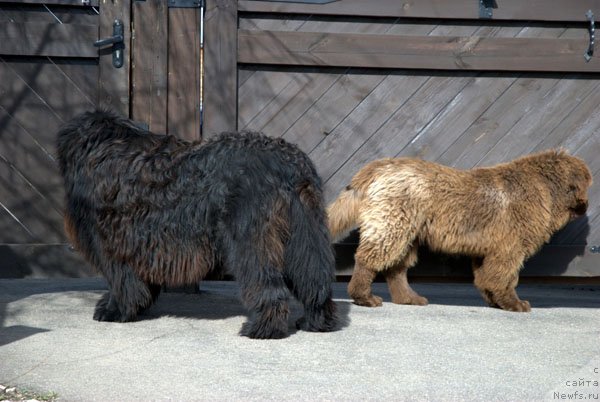 Фото: ньюфаундленд Чармер Денкам Бронз (Charmer Denkam Bronze)