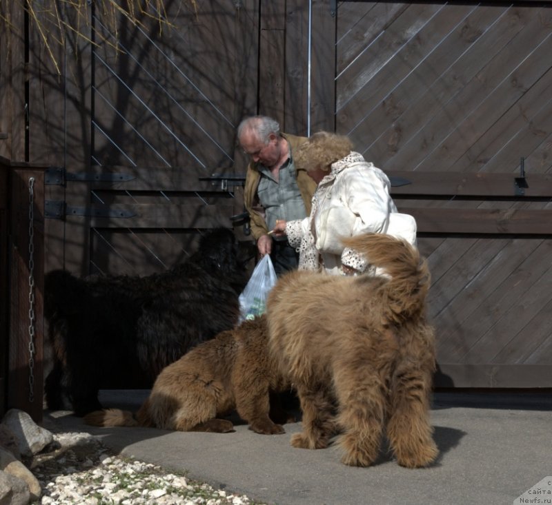 Фото: ньюфаундленд Чармер Денкам Бронз (Charmer Denkam Bronze)