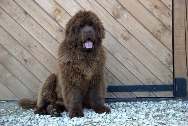 Фото: ньюфаундленд Чармер Денкам Бронз (Charmer Denkam Bronze)