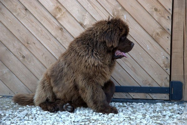 Фото: ньюфаундленд Чармер Денкам Бронз (Charmer Denkam Bronze)