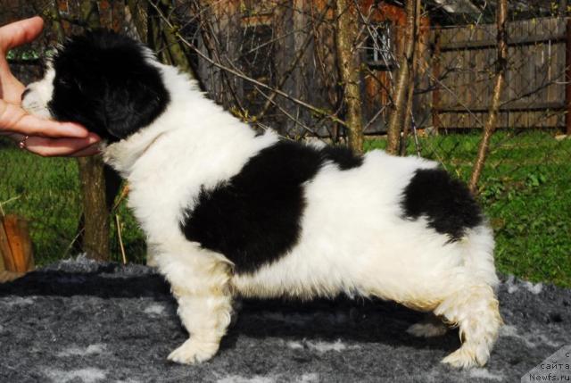 Фото: ньюфаундленд Сент Джонс Парад Планет