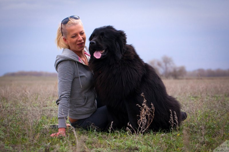 Фото: ньюфаундленд Vronika Ye Satisfaction Super Mishka, Елена Васильковская