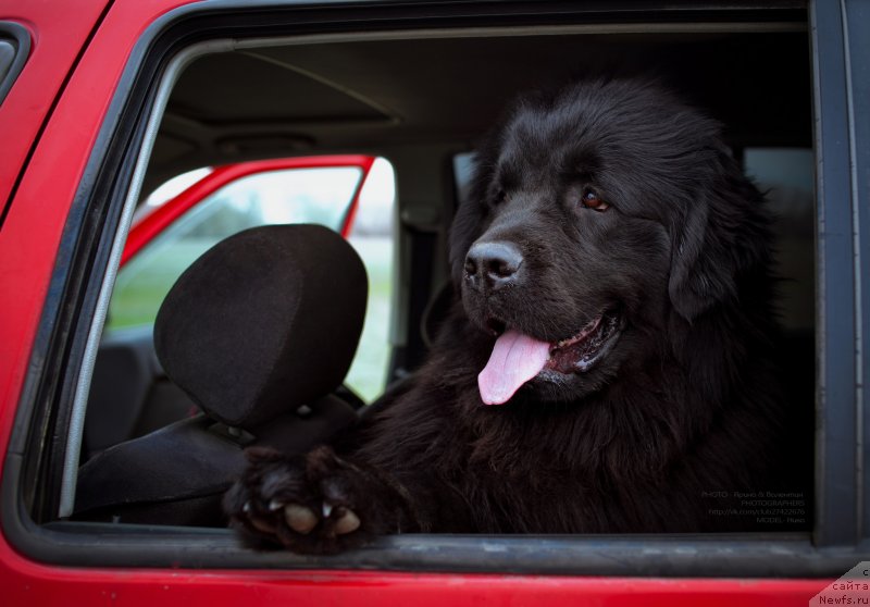 Фото: ньюфаундленд Vronika Ye Satisfaction Super Mishka