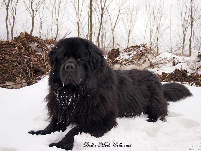 Фото: ньюфаундленд Бэлла Мосс Целлариус