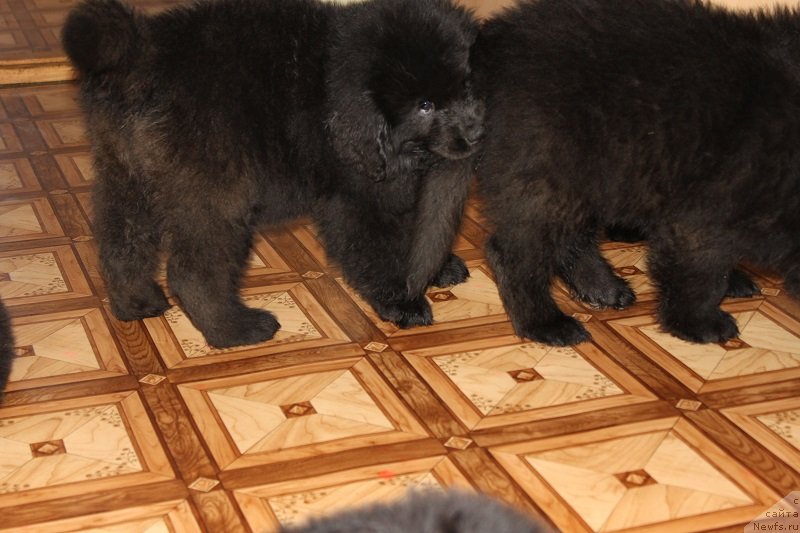 Фото: щенки, ньюфаундленд Гранд Бэби Ариадна