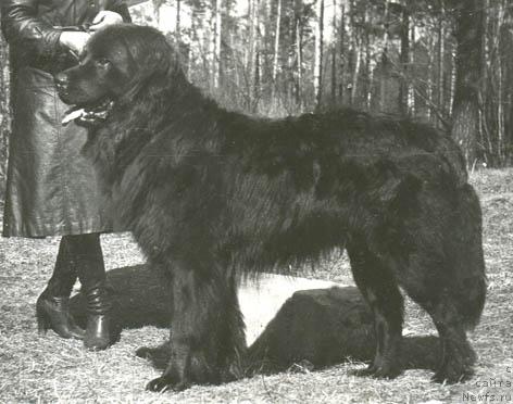 Фото: ньюфаундленд Дигер