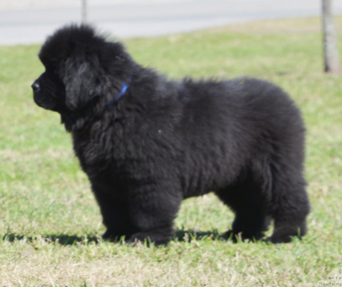 Фото: ньюфаундленд Бегущая по Волнам Елвис