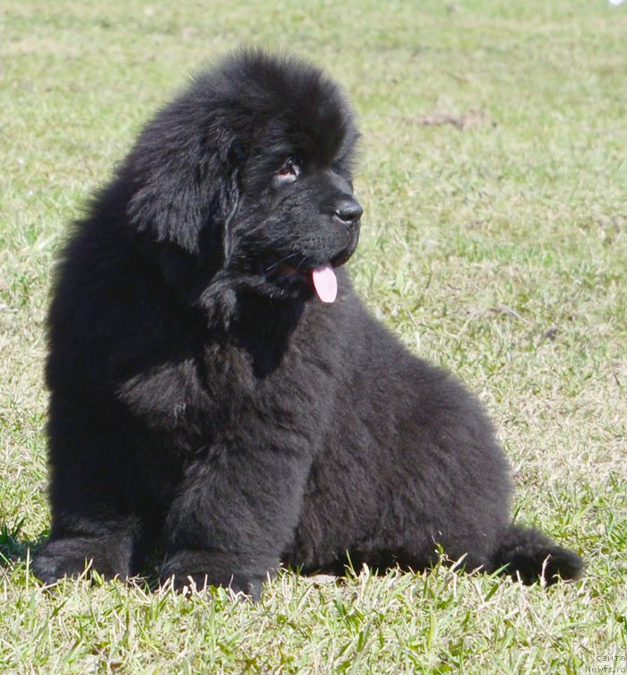 Фото: ньюфаундленд Бегущая по Волнам Елвис