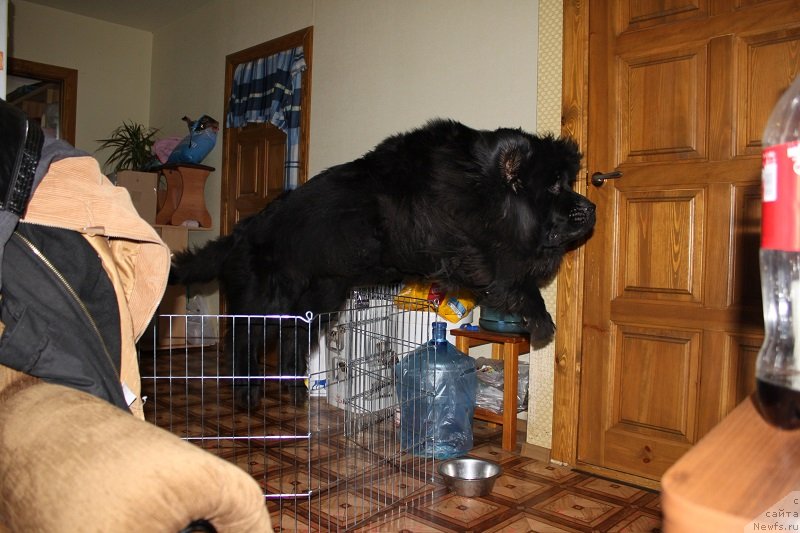 Фото: ньюфаундленд Гранд Бэби Ариадна