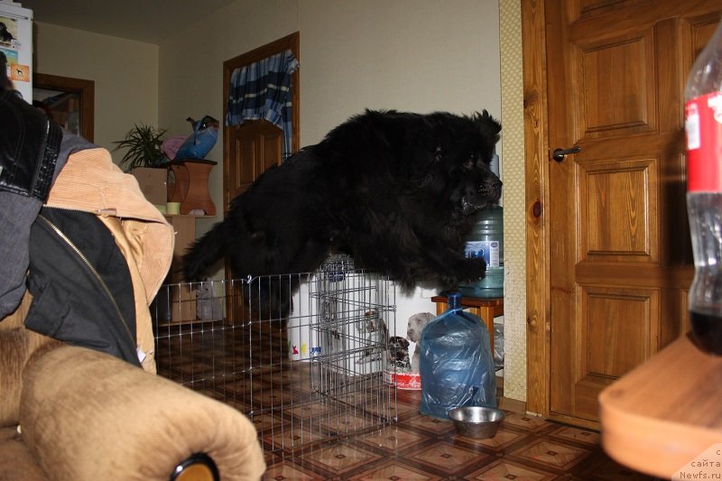 Фото: ньюфаундленд Гранд Бэби Ариадна