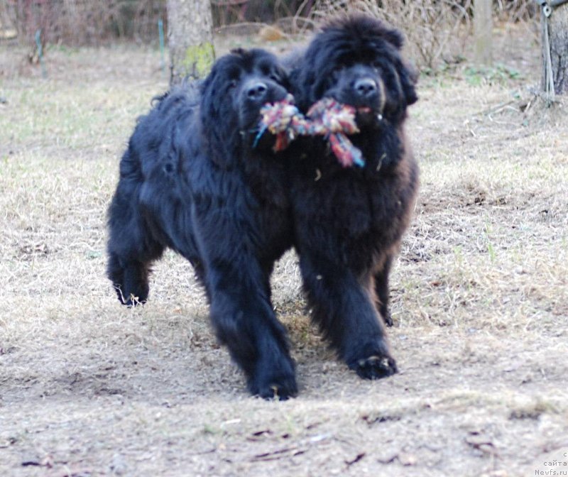 Фото: ньюфаундленд Смигар Галакси Шелл Вин (Smigar Galaxsy Shall Win), ньюфаундленд Акватория Келвин Флэш Ройал (Aquatoriya Kelvin Flash Royal)