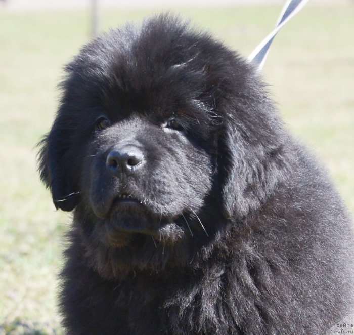 Фото: ньюфаундленд Бегущая по Волнам Екстра Спешиал Едишион