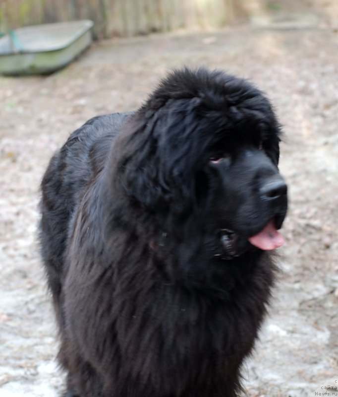 Фото: ньюфаундленд Смигар Северная Верона