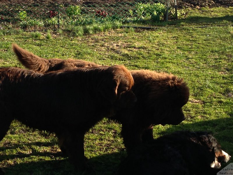 Фото: ньюфаундленд Чарли Де Бест Хелфи Пэл (Charli The Best Helfi Pel), ньюфаундленд Великий Медведь Камелия