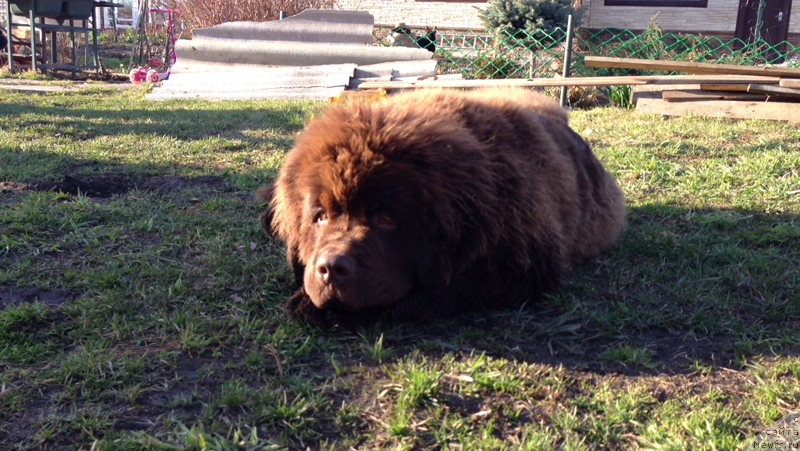 Фото: ньюфаундленд Чарли Де Бест Хелфи Пэл (Charli The Best Helfi Pel)