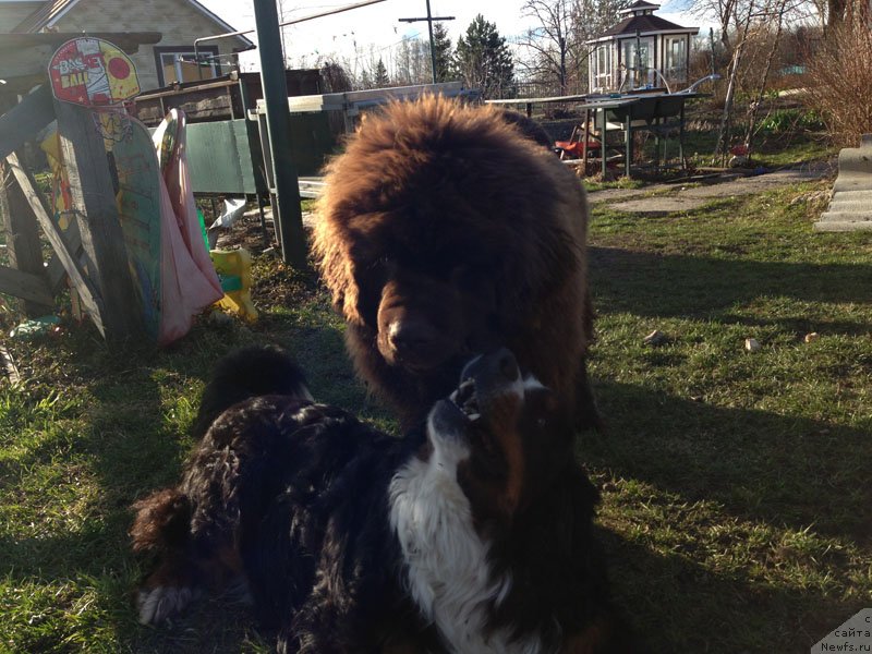 Фото: ньюфаундленд Чарли Де Бест Хелфи Пэл (Charli The Best Helfi Pel)