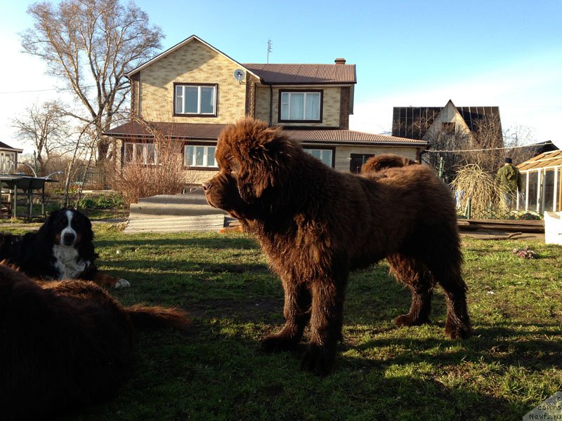 Фото: ньюфаундленд Чарли Де Бест Хелфи Пэл (Charli The Best Helfi Pel)