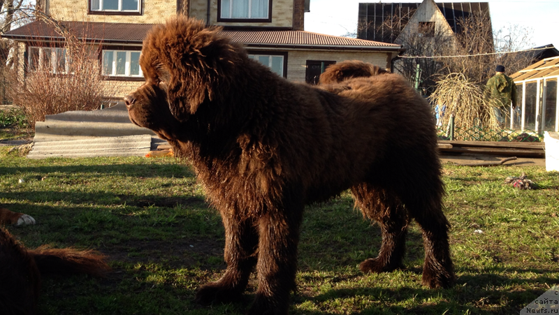 Фото: ньюфаундленд Чарли Де Бест Хелфи Пэл (Charli The Best Helfi Pel)