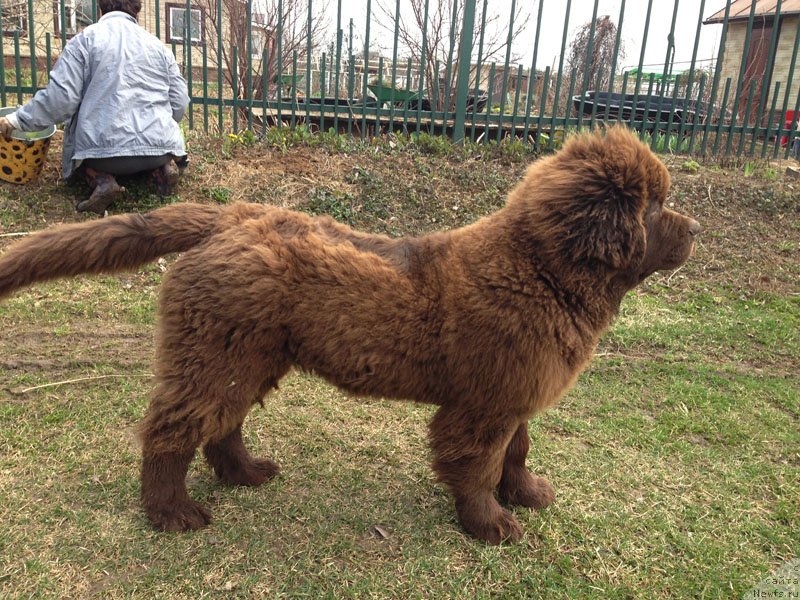 Фото: ньюфаундленд Чарли Де Бест Хелфи Пэл (Charli The Best Helfi Pel)