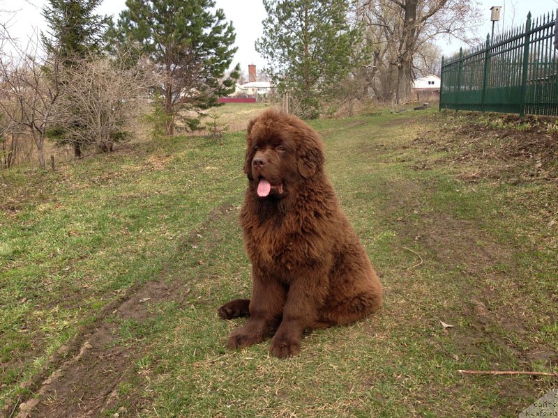 Фото: ньюфаундленд Чарли Де Бест Хелфи Пэл (Charli The Best Helfi Pel)