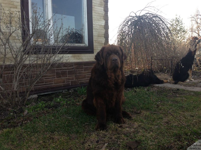 Фото: ньюфаундленд Великий Медведь Камелия