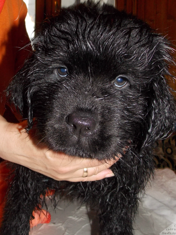 Фото: ньюфаундленд Лепесток Лилии