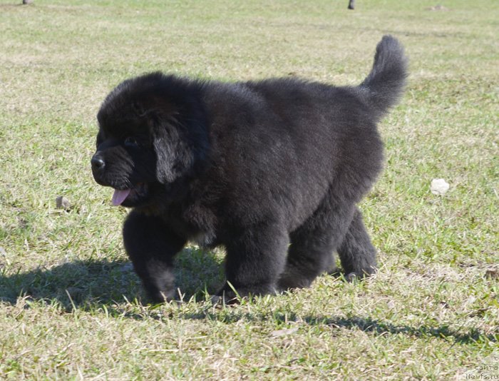 Фото: Бегущая по волнам Екстра Спешиал Едишион