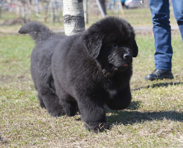 Фото: Бегущая по волнам Екстра Спешиал Едишион