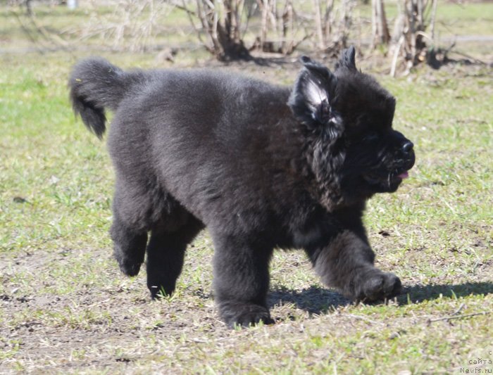 Фото: Бегущая по волнам Екстра Спешиал Едишион