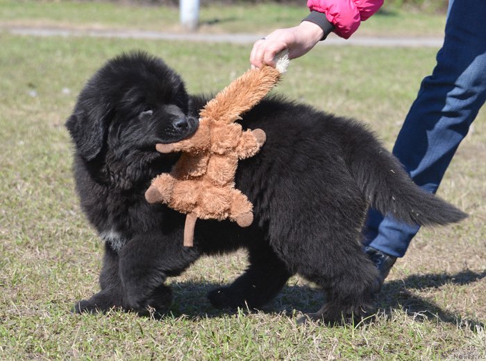 Фото: ньюфаундленд Бегущая по Волнам Екстра Спешиал Едишион