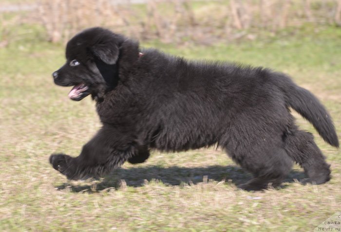 Фото: Бегущая по волнам Екстра Спешиал Едишион