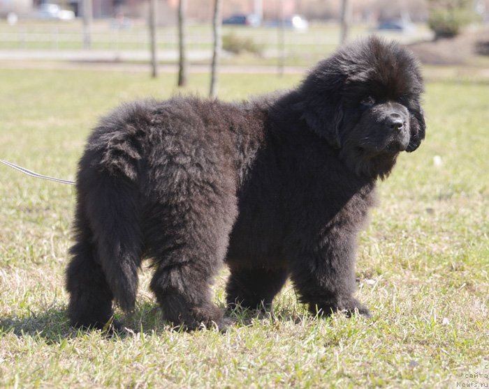 Фото: ньюфаундленд Бегущая по Волнам Екстра Спешиал Едишион