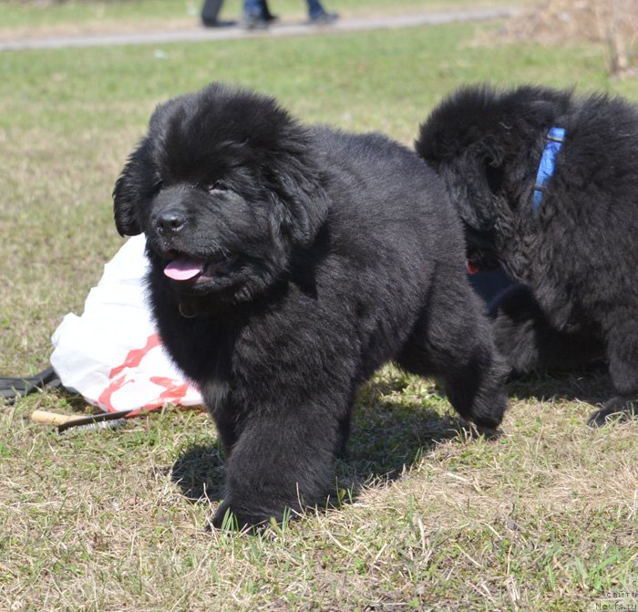 Фото: Бегущая по волнам Екстра Спешиал Едишион