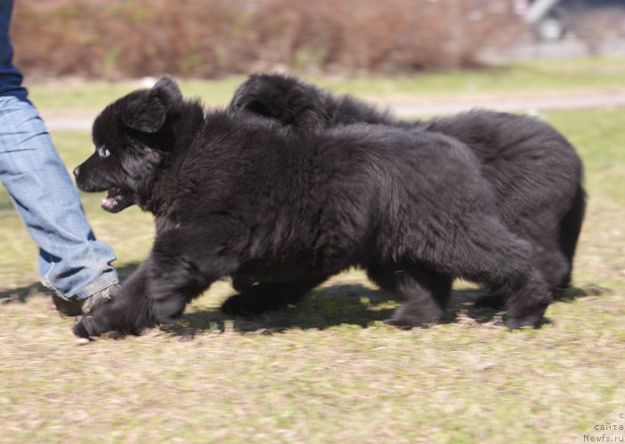 Фото: ньюфаундленд Бегущая по Волнам Екстра Спешиал Едишион