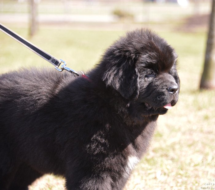 Фото: ньюфаундленд Бегущая по Волнам Екстра Спешиал Едишион