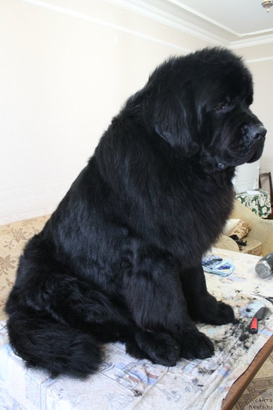 Фото: ньюфаундленд Омар Шериф