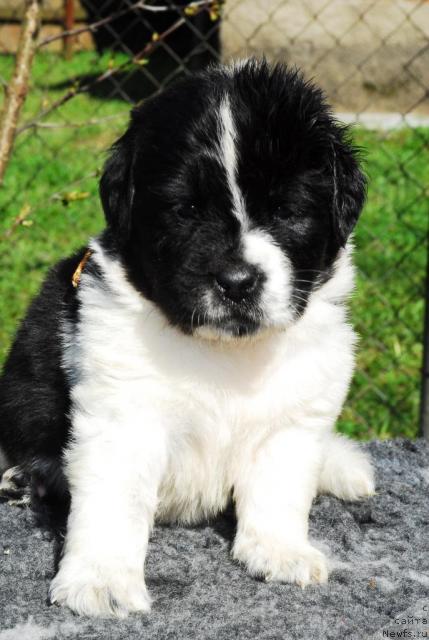 Фото: ньюфаундленд Сент Джонс Пеппи Длинный Чулок (Sent Djons Peppi Dlinny Chulok)