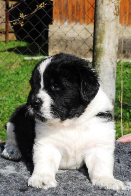 Фото: ньюфаундленд Сент Джонс Пеппи Длинный Чулок (Sent Djons Peppi Dlinny Chulok)