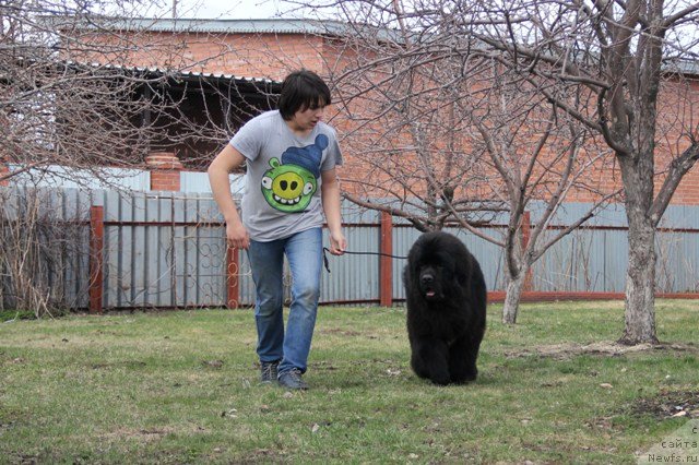 Фото: ньюфаундленд Midnight Lady's Morning Glory