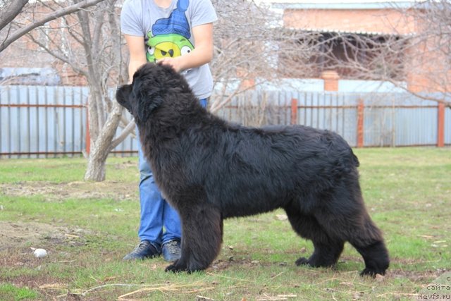 Фото: ньюфаундленд Midnight Lady's Morning Glory