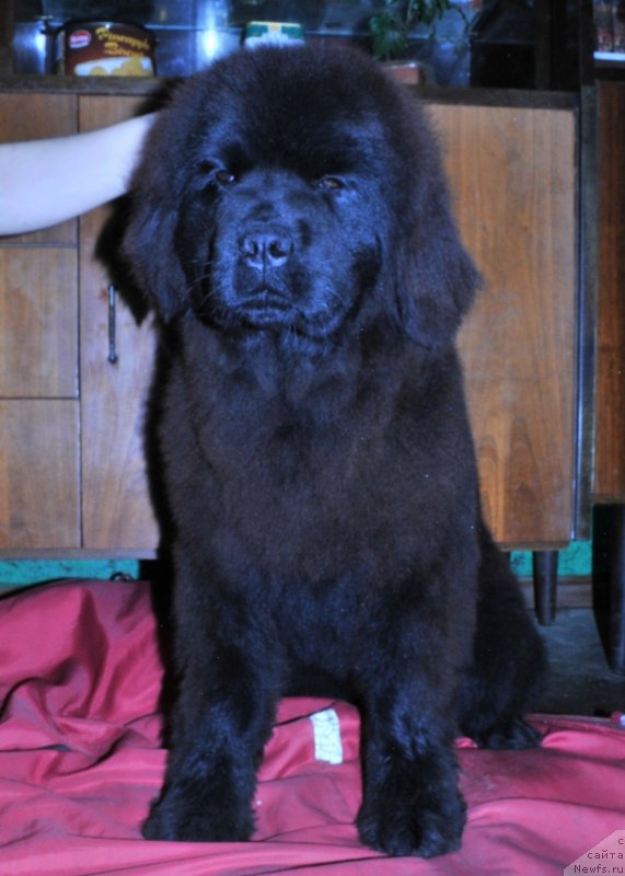 Фотография № 123751