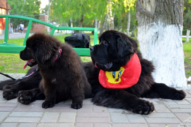 Фото: Amber Charm Impression, ньюфаундленд Бегущая по Волнам Зиллион (Beguschaya po Volnam Zillion)