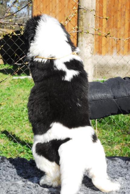 Фото: ньюфаундленд Сент Джонс Пеппи Длинный Чулок (Sent Djons Peppi Dlinny Chulok)