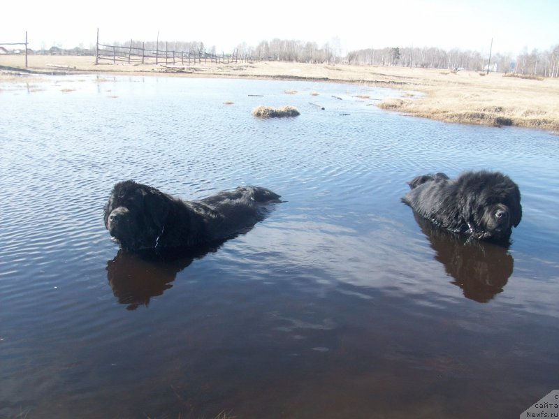 Фото: ньюфаундленд Карат из Медвежьего Яра (Karat iz Medvejyego Yara), ньюфаундленд Ярада из Сибирской Глубинки (Yarada iz Sibirskoy Glubinki)