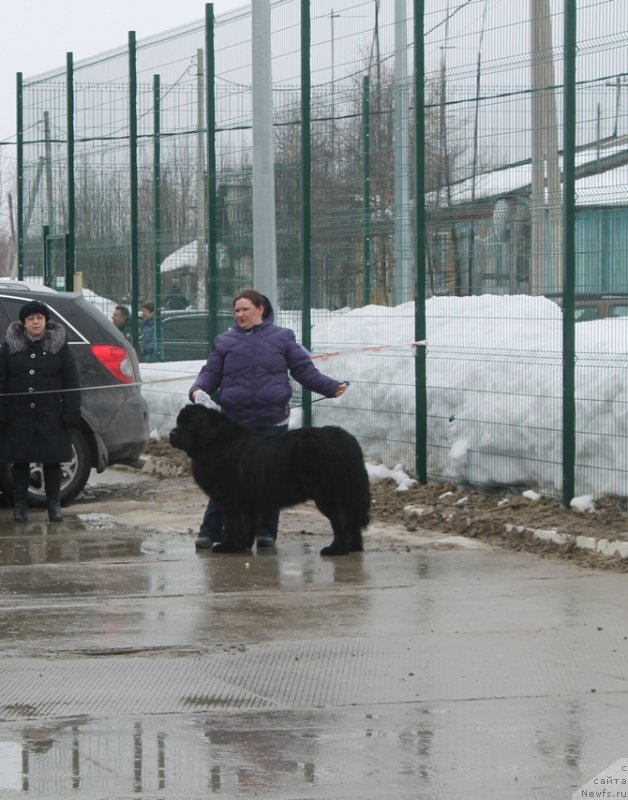 Фото: ньюфаундленд Омар Шериф, Людмила Овсянникова