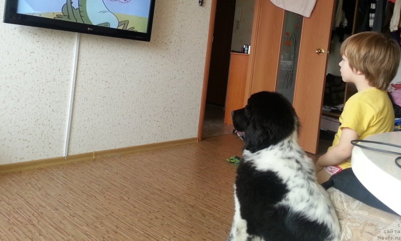 Фото: ньюфаундленд Сент Джонс Донна Саммер (Sent Djons Donna Summer)