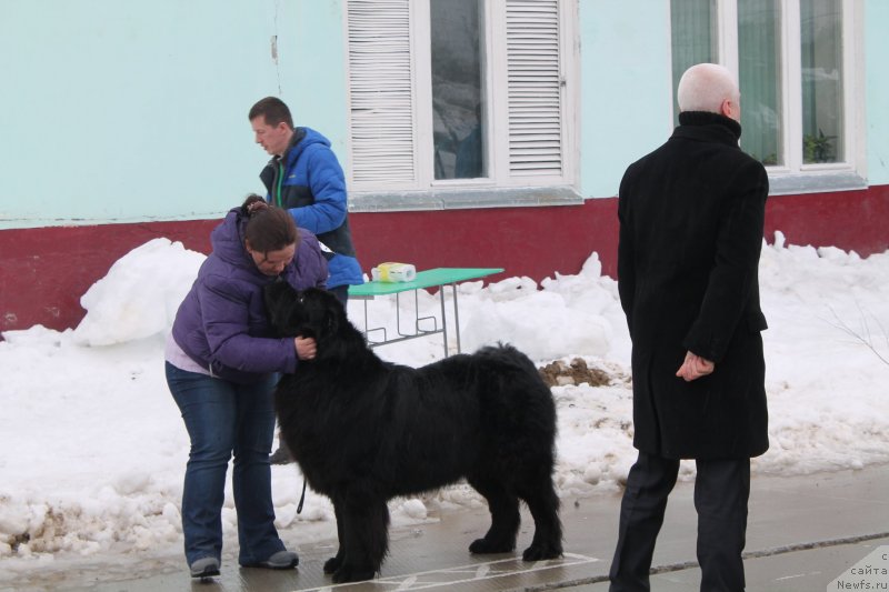 Фото: ньюфаундленд Омар Шериф, Людмила Овсянникова